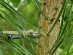 Neodiprion sertifer